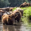 Online Schotse Hooglanders in het water fotobehang Dieren