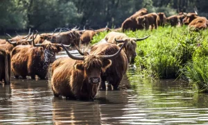 Online Schotse Hooglanders in het water fotobehang Dieren