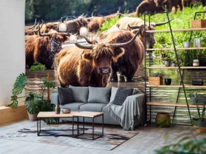 Online Schotse Hooglanders in het water fotobehang Dieren
