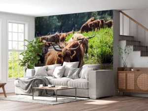 Online Schotse Hooglanders in het water fotobehang Dieren