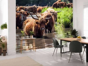 Online Schotse Hooglanders in het water fotobehang Dieren