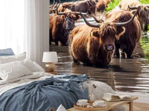 Online Schotse Hooglanders in het water fotobehang Dieren