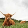 Outlet Schotse Hooglanders op het gras fotobehang Dieren