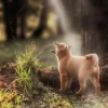 Best Shiba Inu in het bos fotobehang Tienerkamer | Dieren
