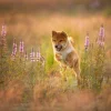 New Shiba Inu in het veld fotobehang Dieren