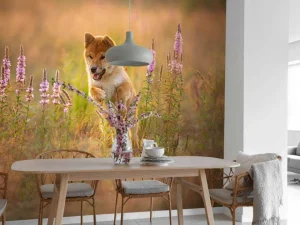 New Shiba Inu in het veld fotobehang Dieren