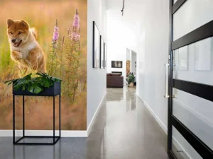 New Shiba Inu in het veld fotobehang Dieren