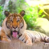 Best Siberische Tijger steekt tong uit fotobehang Dieren