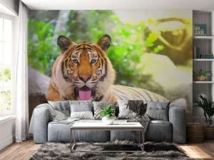 Best Siberische Tijger steekt tong uit fotobehang Dieren