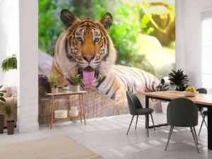 Best Siberische Tijger steekt tong uit fotobehang Dieren