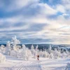 Sale Skiër in een ingesneeuwd bos fotobehang Sport