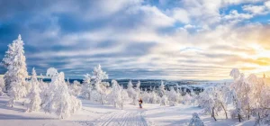 Sale Skiër in een ingesneeuwd bos fotobehang Sport