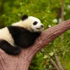 Outlet Slapende panda in een boom fotobehang Dieren