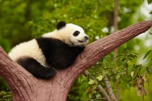 Outlet Slapende panda in een boom fotobehang Dieren