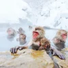 Discount Sneeuwapen genieten van het warme water fotobehang Dieren