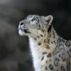 New Sneeuwpanter met blauwe ogen fotobehang Dieren