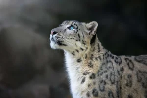 New Sneeuwpanter met blauwe ogen fotobehang Dieren