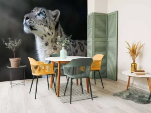 New Sneeuwpanter met blauwe ogen fotobehang Dieren