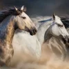 Sale 3 Snelle Paarden fotobehang Tienerkamer | Kinderkamer
