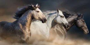 Sale 3 Snelle Paarden fotobehang Tienerkamer | Kinderkamer