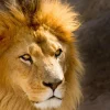 Online Starende Leeuw Close-Up fotobehang Dieren