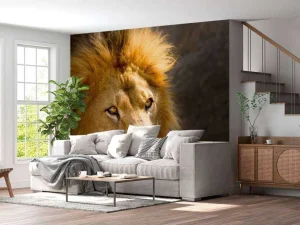 Online Starende Leeuw Close-Up fotobehang Dieren