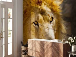 Online Starende Leeuw Close-Up fotobehang Dieren
