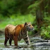 New Tijger in Russische natuur fotobehang Dieren