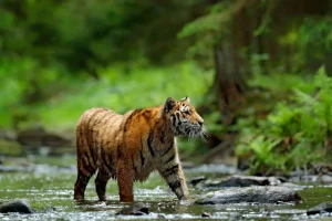 New Tijger in Russische natuur fotobehang Dieren