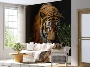 New Tijger met een zwarte achtergrond fotobehang Dieren