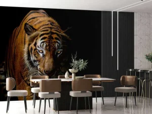 New Tijger met een zwarte achtergrond fotobehang Dieren