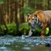 Discount Tijger op een rivier fotobehang Dieren