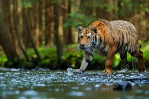 Discount Tijger op een rivier fotobehang Dieren