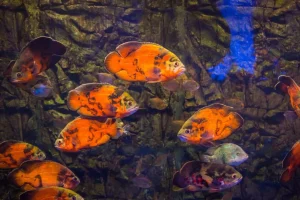 Online Tropische vissen en algen fotobehang Dieren