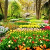 Clearance Tulpencreaties in een park fotobehang Steden | Architectuur