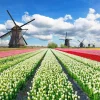 Outlet Tulpenveld onder een bewolkte hemel fotobehang Steden | Architectuur