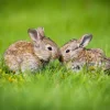 Hot Twee baby haasjes in het gras fotobehang Babykamer | Dieren