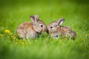 Hot Twee baby haasjes in het gras fotobehang Babykamer | Dieren