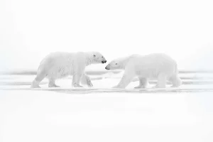 Online Twee grote ijsberen met een witte achtergrond fotobehang Dieren