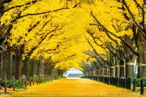 Sale Twee rijen van gele ginkgobomen in de herfst fotobehang Bloemen