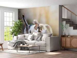 Fashion Twee schattige katjes fotobehang Kinderkamer | Dieren