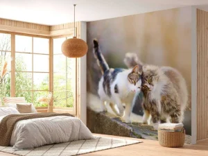 Fashion Twee schattige katjes fotobehang Kinderkamer | Dieren