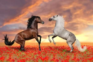 Fashion Verliefde paarden in een bloemenveld fotobehang Kinderkamer | Bloemen