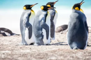 Sale Vier pinguïns verkennen de Noordpool fotobehang Tienerkamer | Dieren