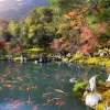 Online Vijver met tropische vissen in Japan fotobehang Bloemen