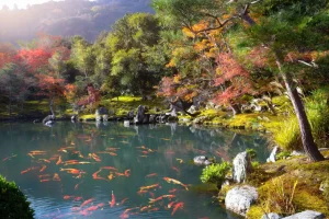 Online Vijver met tropische vissen in Japan fotobehang Bloemen