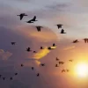 Clearance Vliegende aalscholvers bij zonsondergang fotobehang Dieren