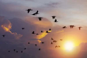 Clearance Vliegende aalscholvers bij zonsondergang fotobehang Dieren