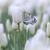 New Vlinder op een witte tulp fotobehang Dieren | Bloemen