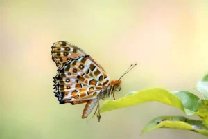 Online Vlinder op Plant fotobehang Dieren